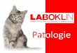 Prezentace aplikace PowerPoint - laboklin.com · inhibitory c-KIT (masivet, palladia) je možné provést predikci úspěšnosti terapie u mastocytomů či T-lymfomů. •Imunohistochemii
