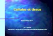 Cellules et tissus - ifsiambroisepare20112014.f.i.f.unblog.frifsiambroisepare20112014.f.i.f.unblog.fr/.../10/cellulesettissus1.pdf · – Tissu musculaire strié squelettique (muscles