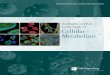 Antibodies and Kits for Cellular Metabolism · Cellular Metabolism Antibodies and Kits ... Antibodies and Kits for the Study of Cellular Metabolism 4 AMPK Signaling ... A ‘pre-fusion