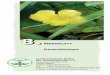 Faltblatt 8 - Biotope - kgv-am-aussenring.de · Wiese – Riedgräser, Wasserdost, Sumpffarn, Blutweiderich, Sumpfiris, Gauklerblume, ... naturnahen Gartens als Biotop schätzen lassen