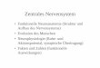 Zentrales Nervensystem - FB06 · Zentrales Nervensystem • Funktionelle Neuroanatomie (Struktur und Aufbau des Nervensystems) • Evolution des Menschen • Neurophysiologie (Ruhe-