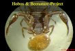 Hobos & Beenature-Projectbeenature-save-the-bees.com/wp-content/uploads/2016/12/BeeNature... · • Akarizide wie Ameisensäure, Perizin (Neurotoxin), Api Life Var, Thymovar und andere