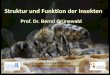 Struktur und Funktion der Insekten - de.institut-fuer ...de.institut-fuer-bienenkunde.de/Data/Sites/17/userfiles/vs-strufu... · Struktur und Funktion der Insekten ... Warum haben