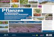 1 5 6 8 1 2 Pflanzen - WWF Deutschland - Organisation … · Strandbeifuß (Artemisia mari ... Lebensraum, der immer wieder von der Nordsee überflutet wird. Blühende Salzwiesen,