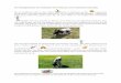 Eine Hundegeschichte, die in Andalusien ihren Anfang …hund-aus-andalusien.de/fileadmin/downloads/Eine_Hundegeschichte.pdf · Eine Hundegeschichte, die in Andalusien ihren Anfang