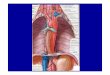 Esofago - FISIOKINESITERAPIA-NEWS.ITfisiokinesiterapia-news.it/NewDownload/Esofago2.pdf · ESOFAGO ANATOMIA: - MUCOSA : - epitelio piatto pluristratificato (colorito roseo) - muscolaris