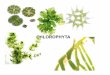 CHLOROPHYTA - Cofes - Consejo Federal de Entidades de ... Caracter­sticas generales de Chlorophyta