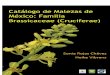 Catálogo de Malezas de México - gob.mx · Catálogo de Malezas de México: Familia Brassicaceae Introducción 1 Introducción Las malezas son plantas que crecen en lugares alterados