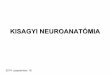 KISAGYI NEUROANATÓMIA - anatomy.szote.u …anatomy.szote.u-szeged.hu/.../2014_3_03_kisagyi_neuroanatomia.pdf · Anatómiai és funkcionális felosztás • Lobus anterior, lobus