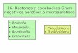 16. Bastones y cocobacilos Gram negativos aerobios o ... · Brucella • Cocobacilos, inmóviles, aerobios (algunas cepas o especies microarofílicas) catalasa positivos, oxidasa