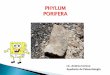 PHYLUM PORIFERA - Departamento de Evolución de … paleo biol... · Clasificación: forma y composición del esqueleto Clase Demospongea (Cámbrico-Reciente) Clase dominante. La