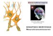 Profa Silvia Mitiko Nishida Depto de Fisiologia - … · Tipos de Sinapse Nervosas 1 e 1’ axo-dendritica 2 axo-axonica 3 dendro-dendrítica 4 axo-somática Um neurônio faz sinapse