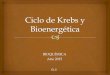 Clase C.Krebs y Bioenergetica - …ecaths1.s3.amazonaws.com/catbioquimicavet/1162149089.Clase C.Kre… · Ciclo de Krebs ó de los ácidos tricarboxílicos En el ciclo entra una molécula