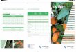 CÍTRICOS - PROGRAMA DE ABONADO EN …es.eurochemagro.com/uploads/page/folletos/entec_citricos.pdf · entec ®entec febrero 2014 cÍtricos - programa de abonado en variedades tardias