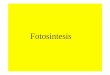 fotosintesis - ::WEB DEL PROFESOR::webdelprofesor.ula.ve/.../org/DOCENCIA/Ecofisiologia/fotosintesis.pdf · Fotosintesis. X? Grupo aniónico. azúcares CO 2 mesófilo H2O vacuola