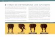 CÓMO SE DETERMINAN LOS APLOMOS - Caballos …caballoscriollos.com.uy/wp-content/uploads/2016/05/APlomos-2015.pdf · En la figura podemos ver los aplomos normales y los distintos