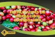 ¿Qué es el fertilizante Osmocote? - AGROTICOagrotico.net/web/ServicioTecnico/Perfiles_de_Producto_Nutricion... · Osmocote Plus Vapor de agua penetra a través de membrana de resina