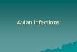 Avian infections - Cairo University Viral infections of respiratory tract Newcastel disease virus Avian influenza Avian infectious bronchitis virus Avian laryngotracheitis disease