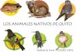 LOS ANIMALES NATIVOS DE QUITO - usfq.edu.ec · Reservas en glucógeno Reproducción sexual (asexual) Sistema nervioso y sistema muscular ¿Por qué son importantes los animales en