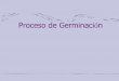 Proceso de Germinación - Morfofisiología Vegetalmorfo-fisio-vegetal.yolasite.com/resources/Germinacion-apuntes.pdf · dicotiledóneas o radícula en monocotiledóneas y gimnospermas)