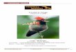 Trinidad Tobago - tropicalbirding.com · Tropical Birding - Trip Report Trinidad & Tobago, January 2018  +1-409-515-9110 info@ 