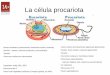 La célula procariota · esporas; flagelos, pilis, capsula y pseudocapsula Sin organelas ... Comparación de pared y envolturas microbianas Bacteria Gram-positiva. 1-membrana citoplasmática