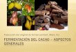 Fermentación del Cacao – ASPECTOS GENERALES · Bacilos Lactobacilos Acetobacter Levadura. ACCIÓN MICROBIANA EN LA PULPA Bacterias de ácido láctico Acetobacter Aireación +988kJ/mol