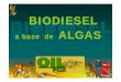 BIODIESEL a base de ALGAS FOX - …blade1.uniquindio.edu.co/uniquindio/eventos/siquia/siquia2009c6.pdf · Que son las algas? • Se llaman algas a diversos organismos fotosintetizadores