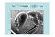 Anatomia Externa Final - II - Antenas Antena filiforme Antena moniliforme Barata Cupim. Antenas Antena