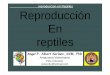 Reproduccion reptiles Albert - Universidad de Murcia · (Quelonios, Cocodrilos)-Ausencia de conducto en pene/hemipenes Hembra:-2 ovarios cranealmente a los riñones-Oviductos de paredes