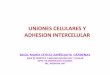 UNIONES CELULARES Y ADHESION INTERCELULAR · matriz (adhesiones focales) 1.Uniones célula (desmosomas) 2. Uniones célula-matriz (hemidesmoso-mas) ... Median interacciones homofílicas
