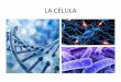 LACÉLULA## - efguadalupe.files.wordpress.com · Microtubulos Son parte del citoesqueleto. Ayudan a mantener la estructura celular y al movimiento celular. Centriolos Estructura asociada