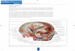Vertiente vestibular - media.axon.esmedia.axon.es/pdf/115878_5.pdf · de la arteria facial, es necesario ejecutar una elevación rigurosamente subperióstica y un ... Fig. 2.9 b)