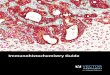 Immunohistochemistry Guide - vectorlabs.com · Immunohistochemistry (IHC) is a method to detect specific target antigens (proteins) in tissue sections using antibodies. Immunocytochemistry