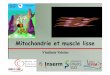 Mitochondrie et muscle lisse - reseau MeetOchondriemeetochondrie.ibgc.cnrs.fr/colloques/colloque8/presentations... · at maximal stress 0.5 – 1 µmol ATP/min/g ATP consumption rate