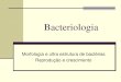 Bacteriologia - Login - Plataforma IOW · Tamanho: 0,5 – 2,0 µm ... Estruturas bacterianas e suas Funções . Cápsula ... químicas . Title: Bacteriologia Author: Junior Created