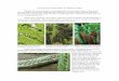 Growing Ferns from Spores - New England Wild Flower Ferns from    Growing Ferns from Spores