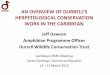 HERPETOLOGICAL CONSERVATION WORK IN THE … · AN OVERVIEW OF DURRELL’S HERPETOLOGICAL CONSERVATION WORK IN THE CARIBBEAN Jeff Dawson Amphibian Programme Officer Durrell Wildlife