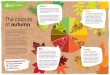 The colours autumn - Forestry Commission · The colours of autumn Autumn colours are influenced by the weather due to the effect different conditions have on the chemicals in the