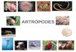 ARTRÓPODES - · PDF fileunidades funcionais denominadas tagmas cabeça, tórax e abdome dos insetos, por exemplo. ... lagostas e os camarões. ... • Alguns insetos e a maioria dos