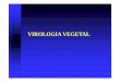 V rus Parte I - labfitop.paginas.ufsc.brlabfitop.paginas.ufsc.br/files/2017/04/Virus-Parte-I.pdf · viróide da exocorte citros; ... amarelecimento internerval; - clareamento nervuras;