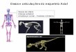 Ossos do crânio Coluna vertebral Arcabouço costal ...anatomia.icb.ufrj.br/material/Garcia_EsqAxial_OsteoArtro1.pdf · CrânioCrânio NâiNeurocrânio – ossos reali d éfllcionados
