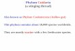 Phylum Cnidaria (a stinging thread)science.kln.ac.lk/depts/zoology/PDF/LectureMaterials/PhylumCnid... · Phylum Cnidaria (a stinging thread) Also known as Phylum Coelenterata (-hollow