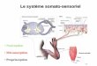Le système somato-sensoriel · Cortex somato-sensoriel Localisation & conscience . Le système somato-sensoriel Muscle spindle