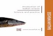 Production of ballan wrasse Science and practice - SINTEF · Ballan wrasse - Science & Practice p. 5 Chapter 1 The ‘LeppeProd’ project Introduction The salmon louse (Lepeophteheirus