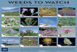 WEEDS TO WATCH - University of Nevada Cooperative Extension · ornamental plant but has escaped cultivation. ... (Potentilla recta): Perennial. ... Weeds to Watch: New Weed Threats