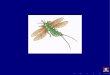 Evolução e Filogenia dos Insetos - insecta.ufv.br 3 Evolução dos insetos Quando surgiram os insetos? Quem são os ancestrais dos insetos? Como os insetos evoluiram? 4 Filogenia