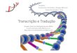 Transcrição e Tradução - Marilanda Bellini · Transcrição Síntesede RNA DNA RNA RNA polimerases devem reconhecer: O ponto de início da transcrição Qual das fitas deve ser