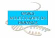 BASES MOLECULARES DA HERAN ÇA - Genética 7 Base molecular Heranca... · FASE MENDEL (1866): Genes portam a informação genética. a) Função Genótipo ou Replicação: genes capazes