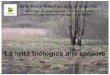 La lotta biologica alle zanzare - Provincia di Torino · Il ciclo biologico. Testa e parte del torace ... Nel farlo produce delle tossine •Le tossine sono contenute in cristalli